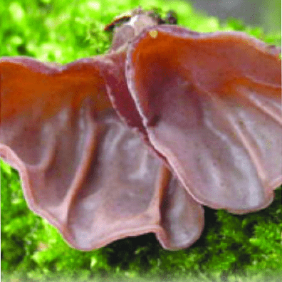 Auricularia