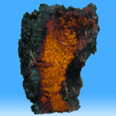 chaga