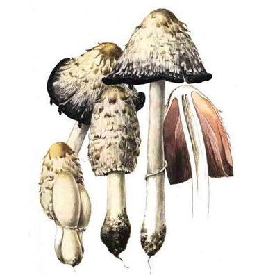 Coprinus