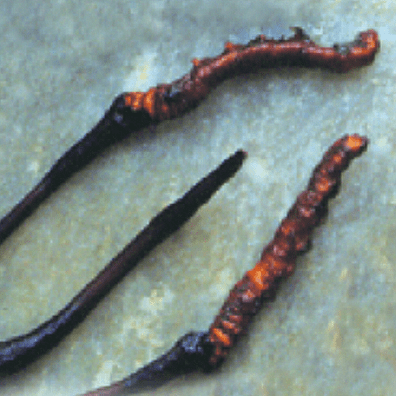 Cordyceps