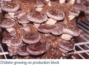 Shiitake growing on production block