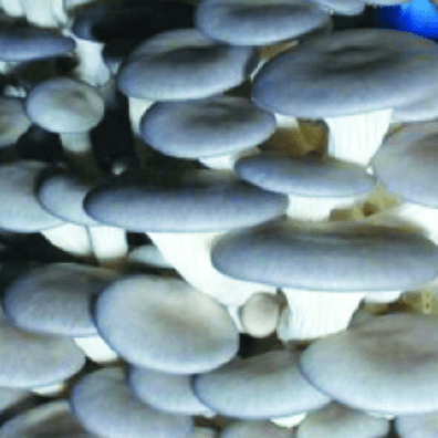 Pleurotus