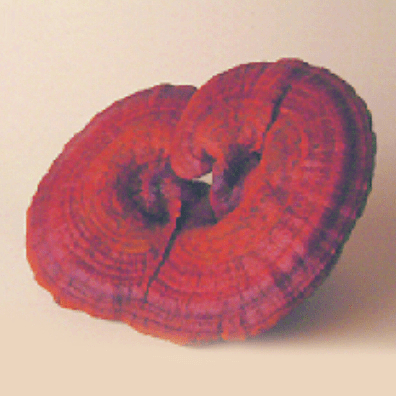 reishi